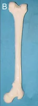 

human Femur model Bones skeleton Medical Teaching model free shipping