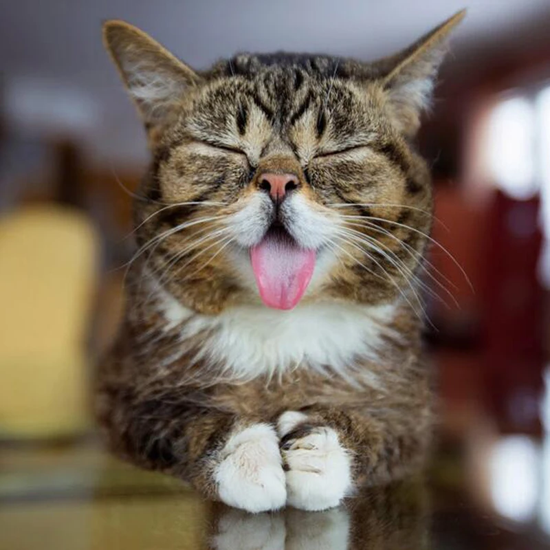 

5D Diy Diamond Painting Cross Stitch Cat Stick Its Tongue Out Needlework Diamond Embroidery Full Round Mosaic Decoration Resin