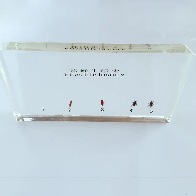 

Fly Growth Development Embedded Specimen Transparent Resin Real Insect Flies Growth History Specimen Biological Teaching Aids