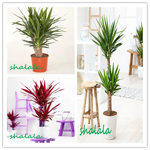 

50 pcs Yucca Bonsai Potted Plants Indoor Pot Bonsai High Germination High-garde Bonsai Evergreen Anti-radiation