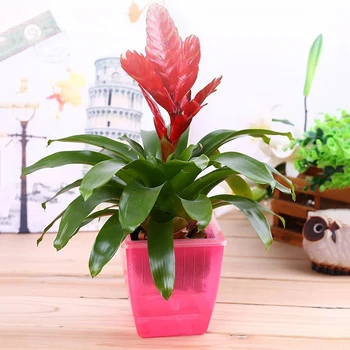 

Creative Plastic Flower Pot Home Balcony Office Plant Self-Absorbing Lazy Flower Pot Hydroponic Small Square Basin