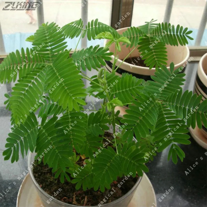 

ZLKING Bashful Grass Mimosa Pudica Foliage Sensitive Bonsai Plant DIY Home Garden 50 /bag