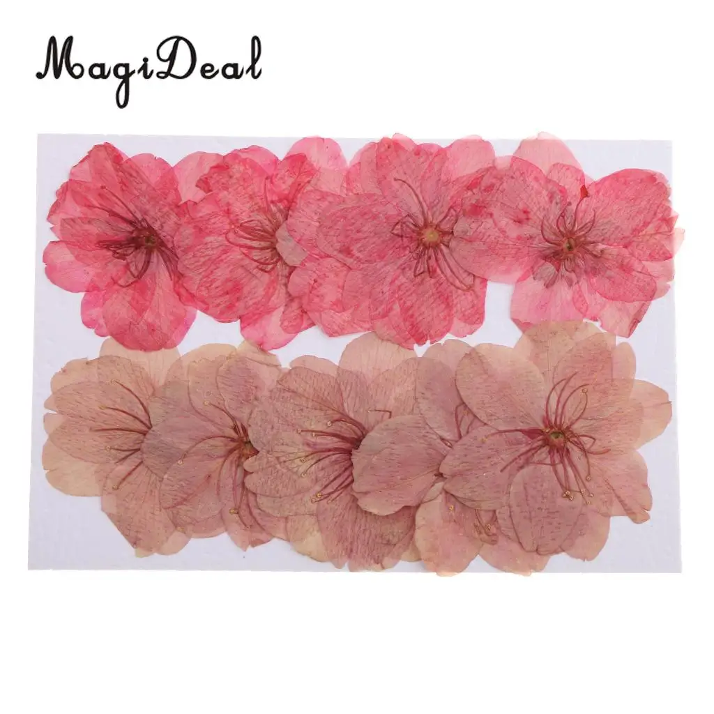 MagiDeal 10pcs Mixed Color Pressed Dried Sakura Flowers Cherry Blossom Art Craft Dried Flowers raft for House Decoration