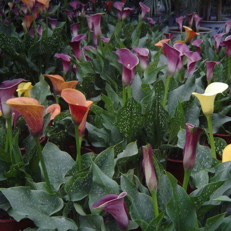 1Pcs Calla Lily Bulbs, Multi-Colors, Radiation Absorption ...