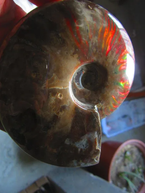 570g(1.25 lb) Iridescent Ammonite Ammolite Specimen Fossil Madagascar BFB857 | Дом и сад