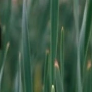 Close-up of weeds Poster Print (18 x 6)