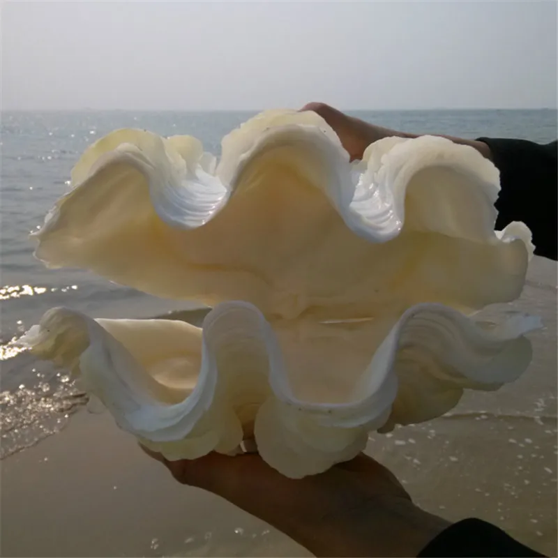 Купить Морские Раковины Большого Размера