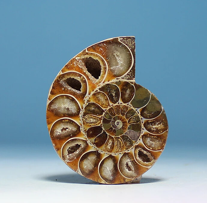 

AA++ AMMONITE PRETTY NAUTILUS MADAGASCAR FOSSIL SPECIMEN HEALING 30mm--40mm