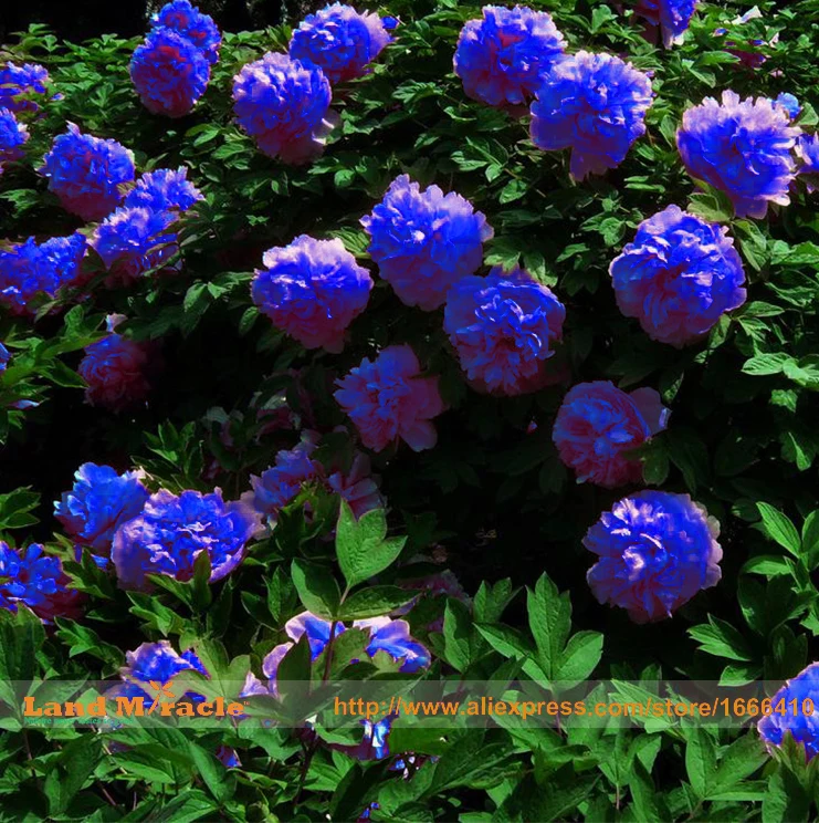 Rare Chinese Dark Blue Peony Flower Plant Seedling Seeds 5 Rare Chinese Dark Blue Peony Flower Plant Seedling Seeds 5 Pack Strong Fragrant Beautiful Bush For Balcony Garden In Bonsai From Home