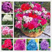 100pcs/bag phlox flowers phlox seeds bonsai flower seeds phlox drummondii potted plant for home garden