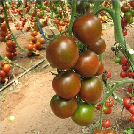 

ZLKING 100pcs Bonsai Vegetable Vegetable Fruit Tomato Black Tomato Plant Garden Decoration Tree