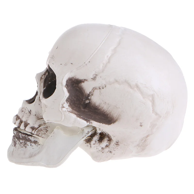 

2024 New Plastic Human Mini Skull Decor Prop Skeleton Head Halloween Coffee Bars Ornament