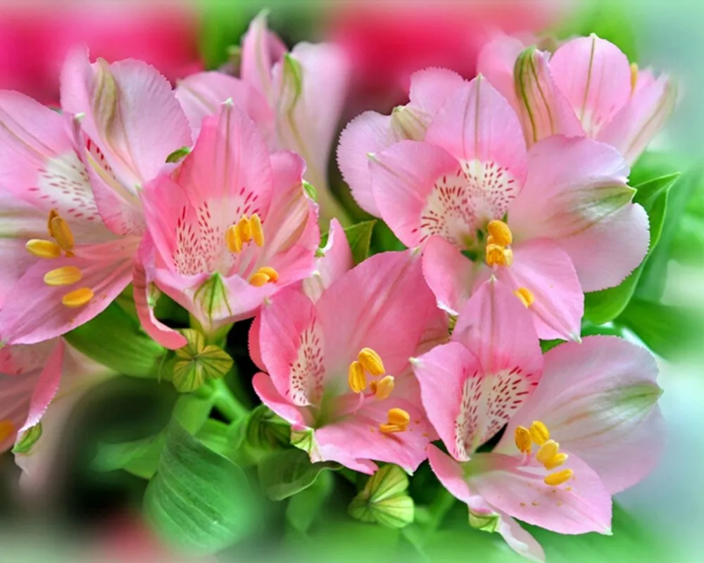 красивый букет горизонтальный. цветущая веточка сакуры. фото цветов горизонтально. розовый цвет. красивый букет.