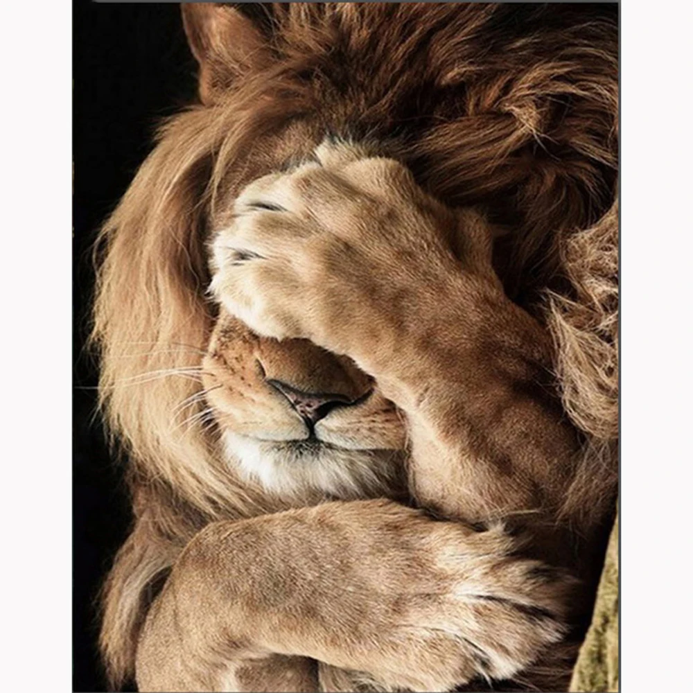 стеснительный лев. лев прикрыл лапой морду. лев животное. смешной лев. довольный лев.