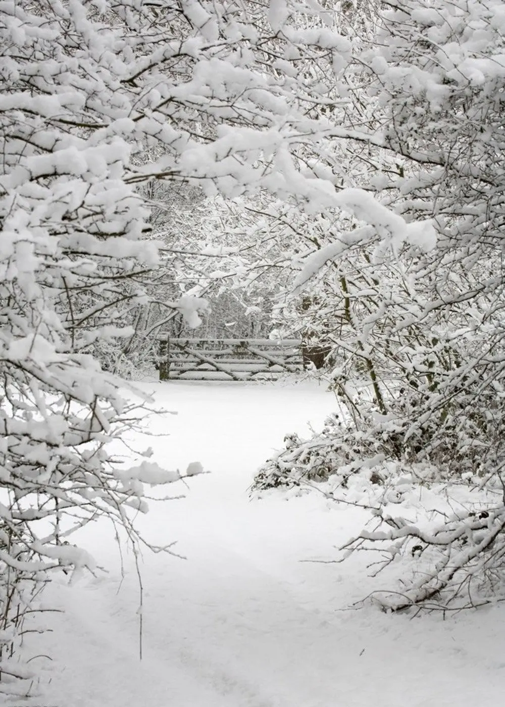 Capisco зимняя фотография Фон Рождество фоны студия Снежный мир Фотофон для детей на заказ Fotografia