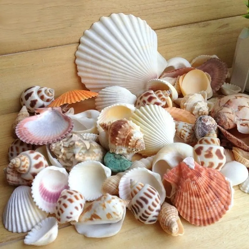 Popular Seashell Craft Supplies-Buy Cheap Seashell Craft 