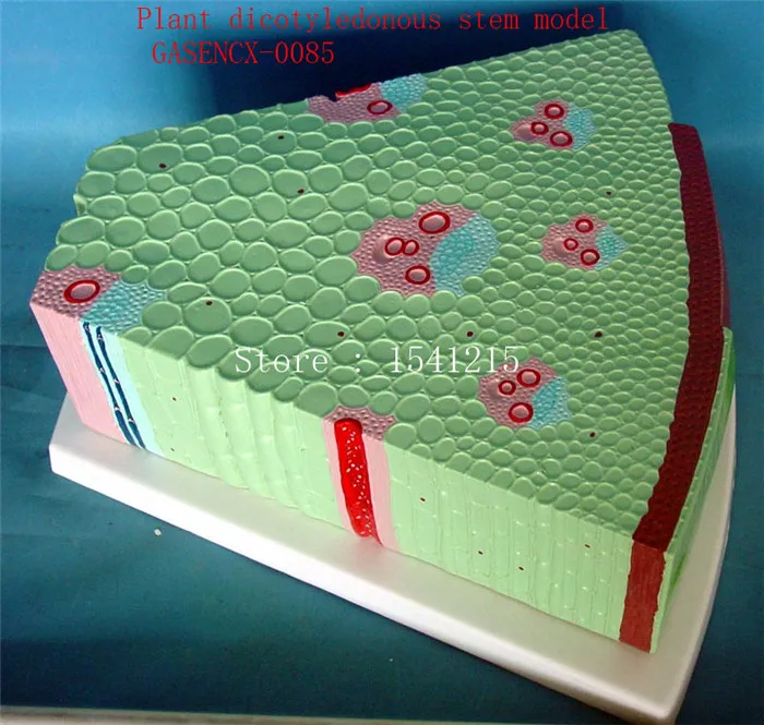 

Plant tissue Plant anatomical model Biological teaching model Plant specimens Plant dicotyledonous stem model - GASENCX-0085