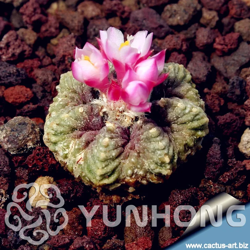 100 шт. оптовая продажа 100% Аутентичные Mix морщин Ридж мяч Lithops бонсай суккуленты, бонсай редкие Растения Бонсай Органические Бонсай