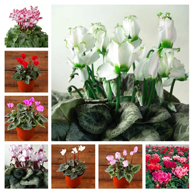 

Hot Sale 50pcs / bag Cyclamen Flower Cyclamen Outdoor & Indoor Beautiful Bonsai Flower Natural Cyclamen Plants for Home Garden
