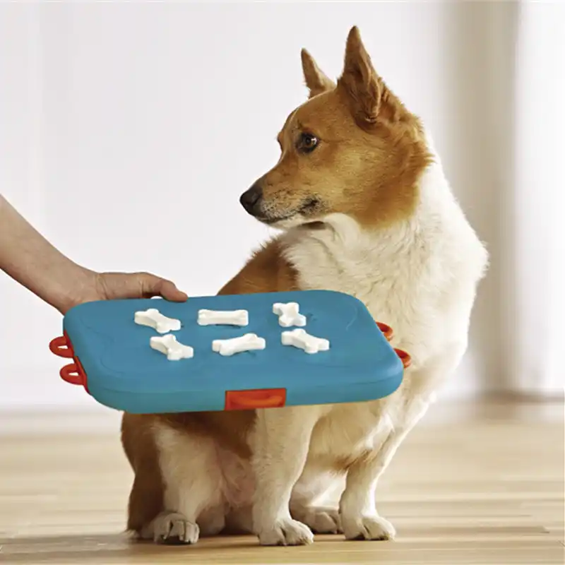 dog casino toy