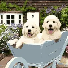 21016 щенков на тележке-краска по комплекты номеров для взрослых DIY