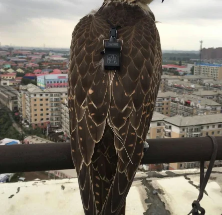 Колокольчик Falconry маленький колокольчик с трекером сосновый орех Sqarow Hawk Eaglet Falconet