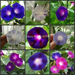 30 шт. свежее настоящее красочное Morning glory ipomoea NIL semillas неприхотливое растение semillas