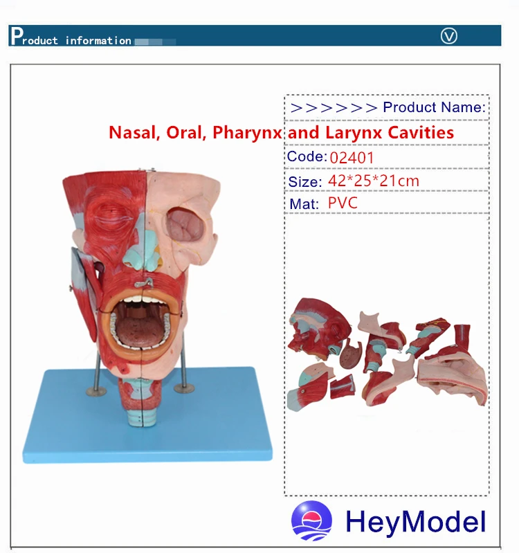 Heymodel носа, оральный секс, глотки, горло модель