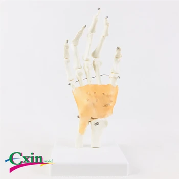

Functional hand joint belt ligament model hand bone model bendable medical teaching