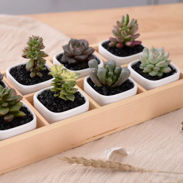 Set of Modern Geometrical White Square Ceramic Succulent Planters Desktop Flower Pots with Tray Home Decoration(10 pots+1 tray )