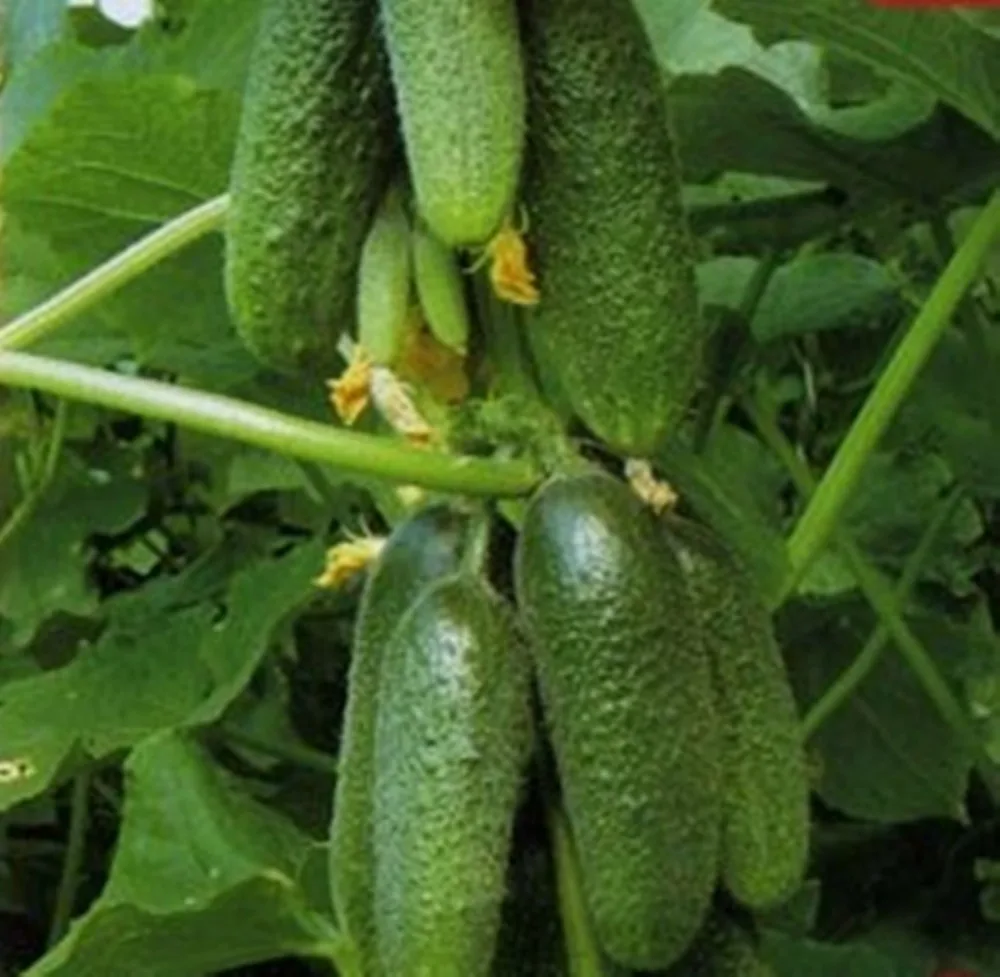 

Cucumber Vnuchok F1 Organic Russian Hybrid Vegetable 30pcs