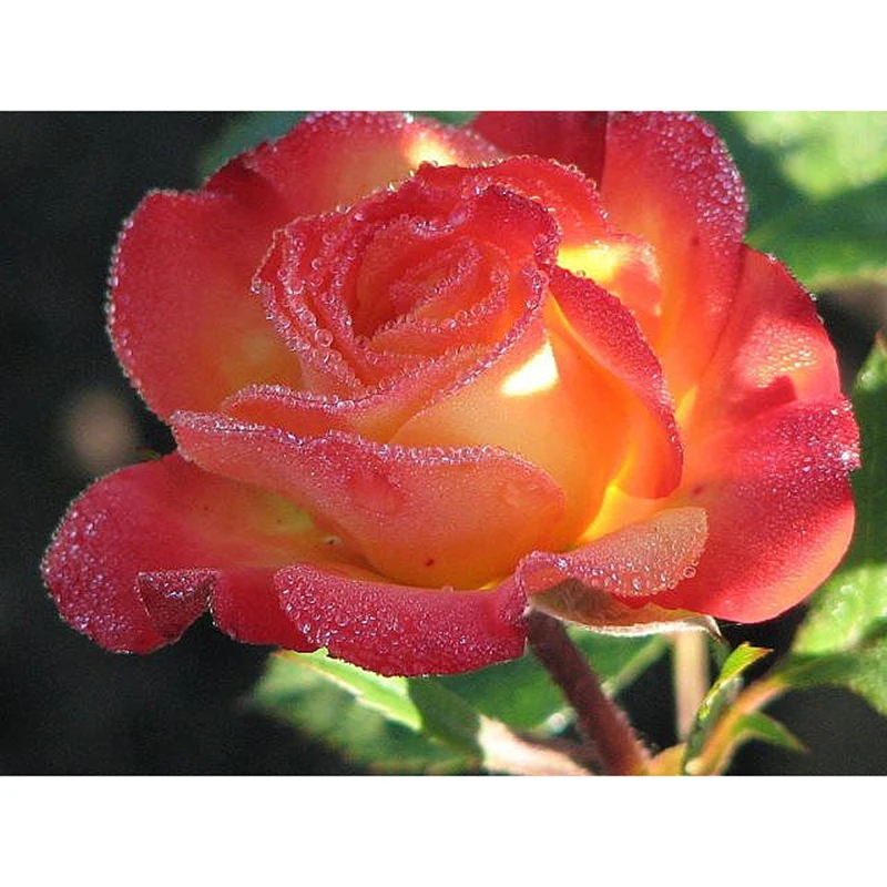 

Full Drill Square Diamond 5D DIY Diamond Painting"Bright roses"Diamond Embroidery Cross Stitch Rhinestone Mosaic Painting