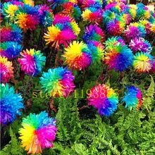 100 pcs Rainbow Chrysanthemum Flower Seeds rare color new arrival DIY Home Garden flower plant easy grow best gift for kids
