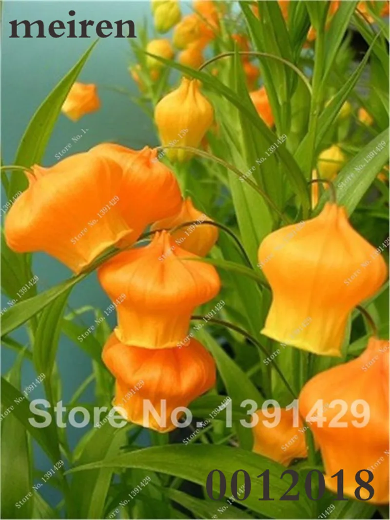 Hot Sale 100 Pcs/Bag Bell Orchid Bonsai Flower Campanula Bonsai Flower Seedling Convallaria Plant Pot For Home Garden air plants