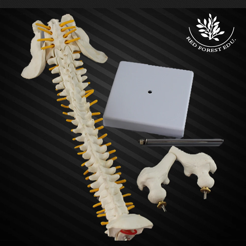 Spine model diy