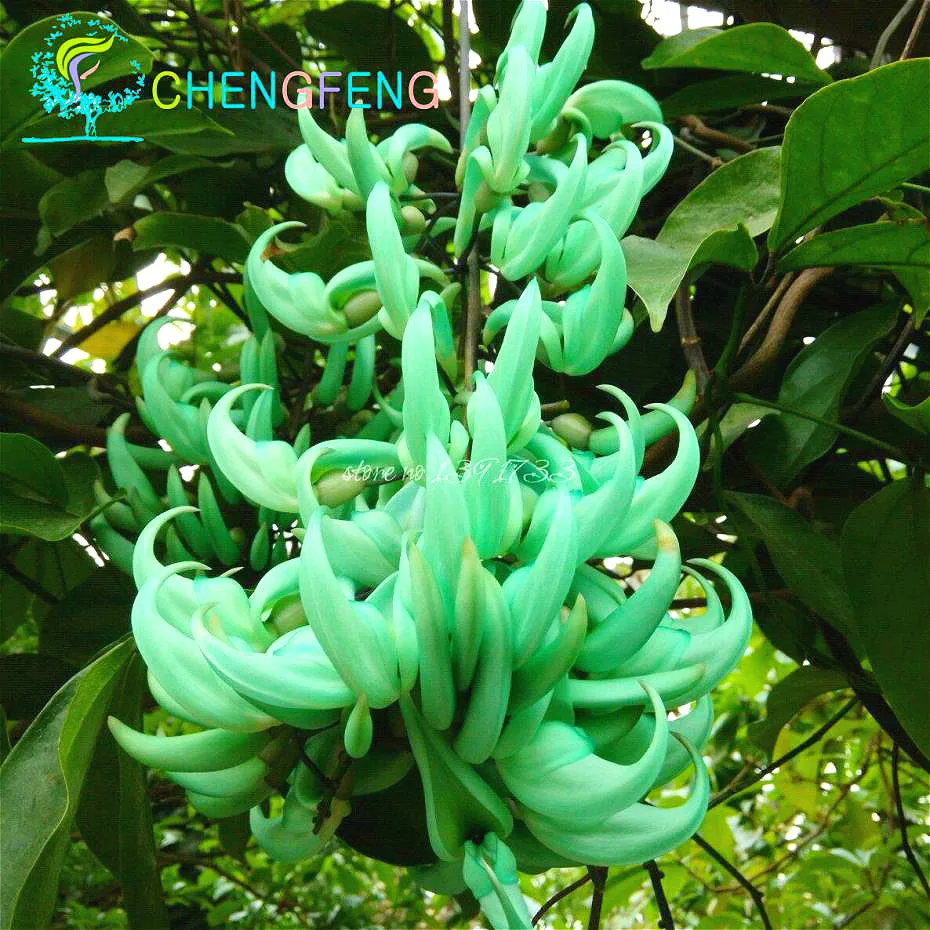

10 pcs Endangered Jade Vine 'Strongylodon Macrobotrys& Flower plants blue flower plants for home garden