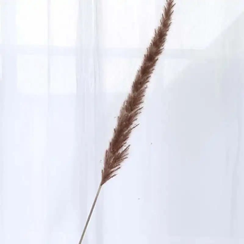 Phragmites Communis,Reed Plant,Wedding Fl M2R5 60Pcs Natural Dried Pampas Grass