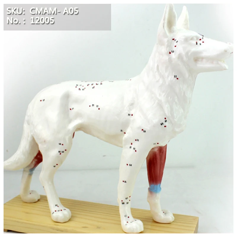 CMAM/12005 Dog Acupuncture , Plastic Animal Teaching Anatomical Model
