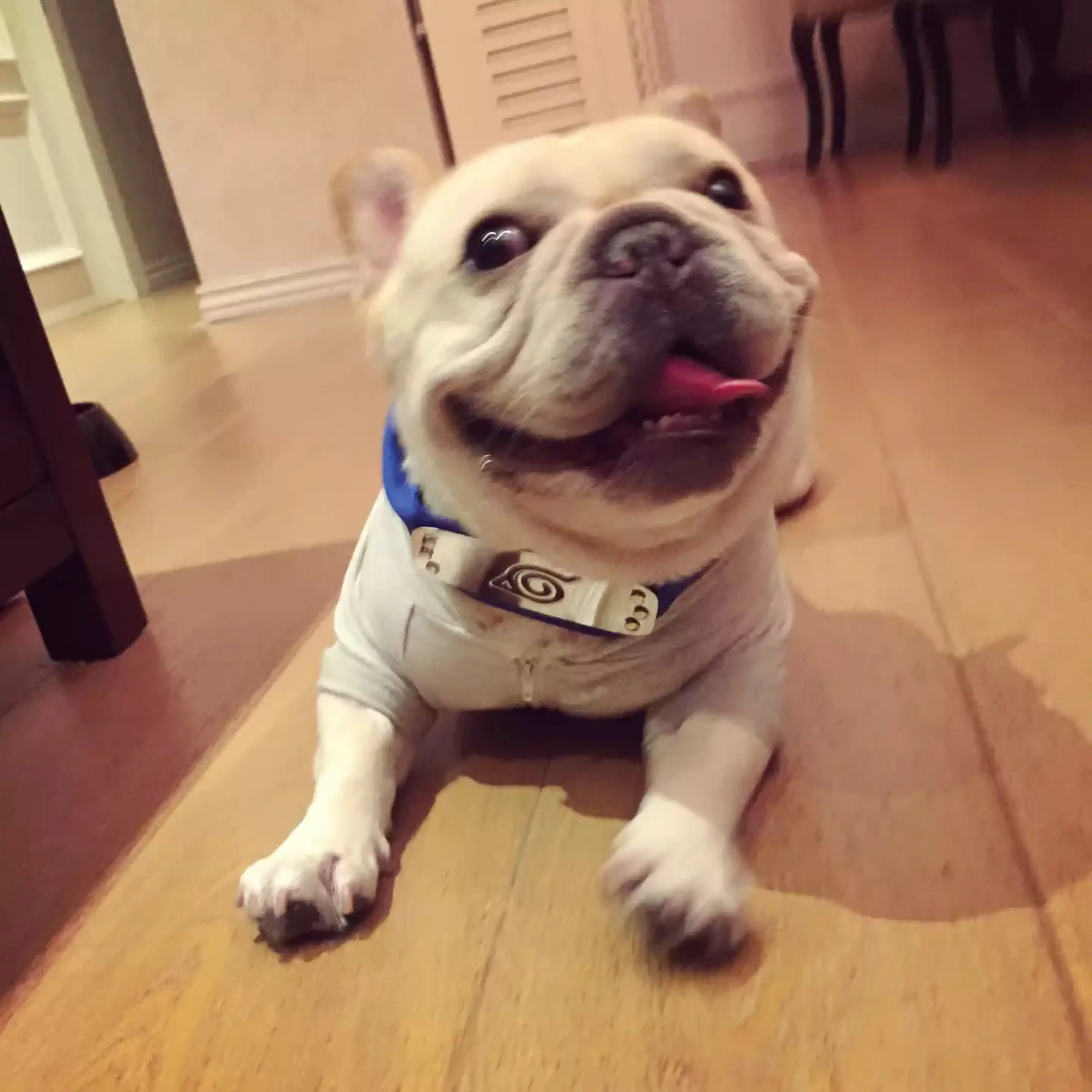 Animal De Compagnie Chien Naruto Kakashi Bandeau Cosplay Costumes Accessoires Chiens Chat Bandana Bouledogue Français Schnauzer Collier Foulard Yyl01