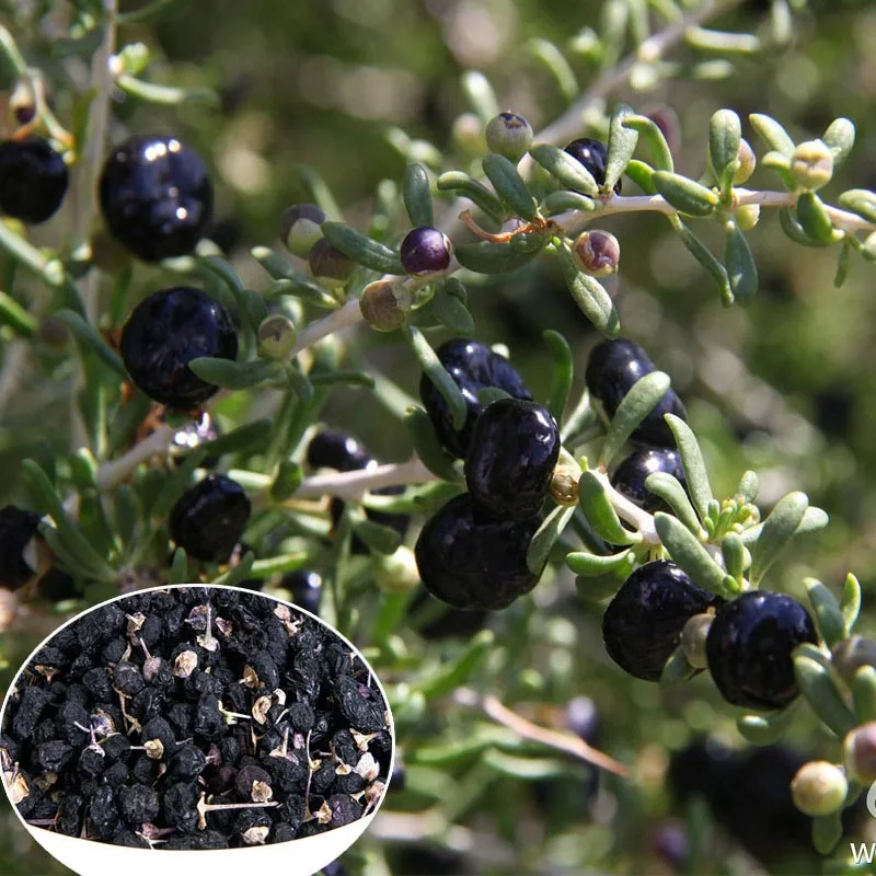 500pcs black High quality red black Chinese wolfberry seeds seeds, Suitable for four seasons potted terrace garden planted in the field - Цвет: 500pcs black