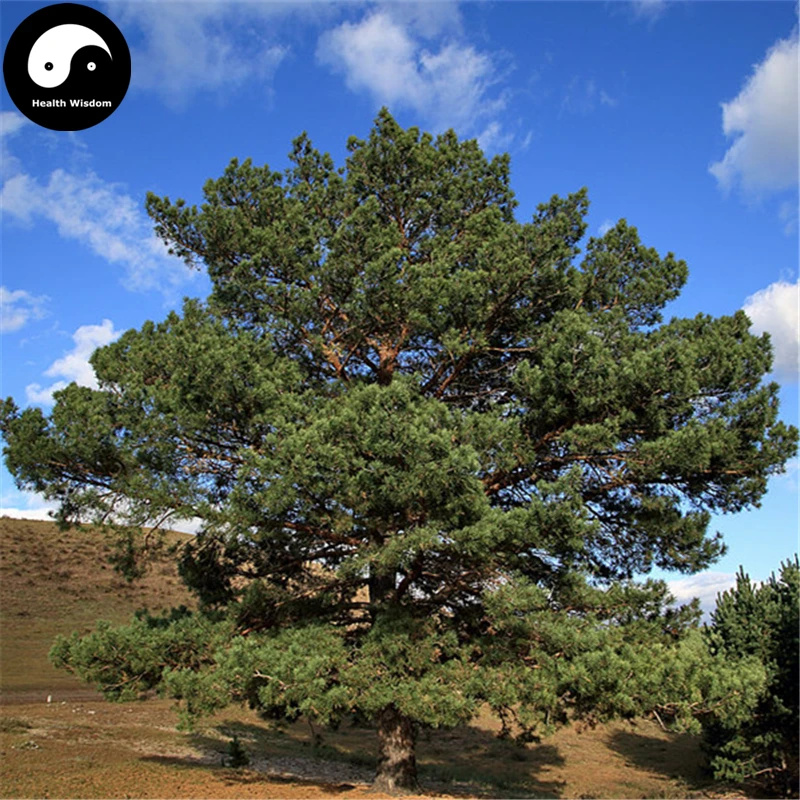 Купить Pinus Sylvestris Tree Semente 120 шт завод китайский Pinus Tree для Zhang Zi Song