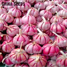 100pcs Garlic Seeds Red And Healthy Bonsai Seeds Diy Plant Rare Onion Garlics Vegetable Seeds Very Easy Grow For Home & Garden