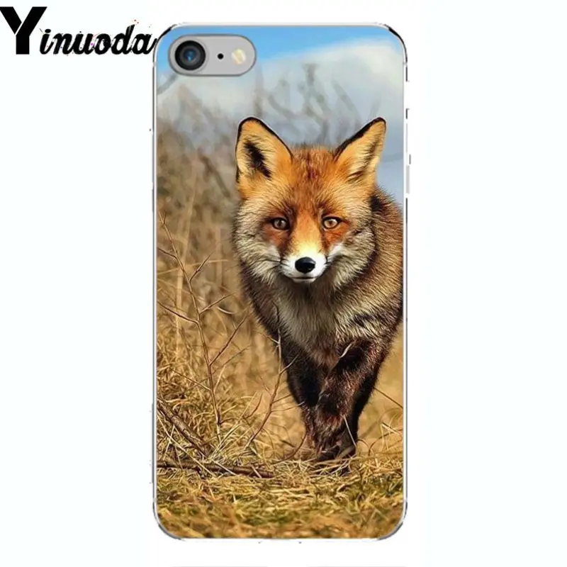 A Fox in The Wild Red Fox 