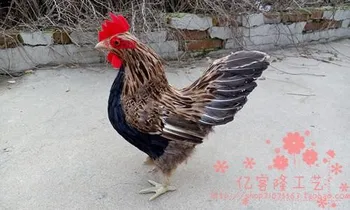 

large 1:1 simualtion feathers chicken hen, cock toy model polyethylene & furs resin handicraft decoration toy gift a2377