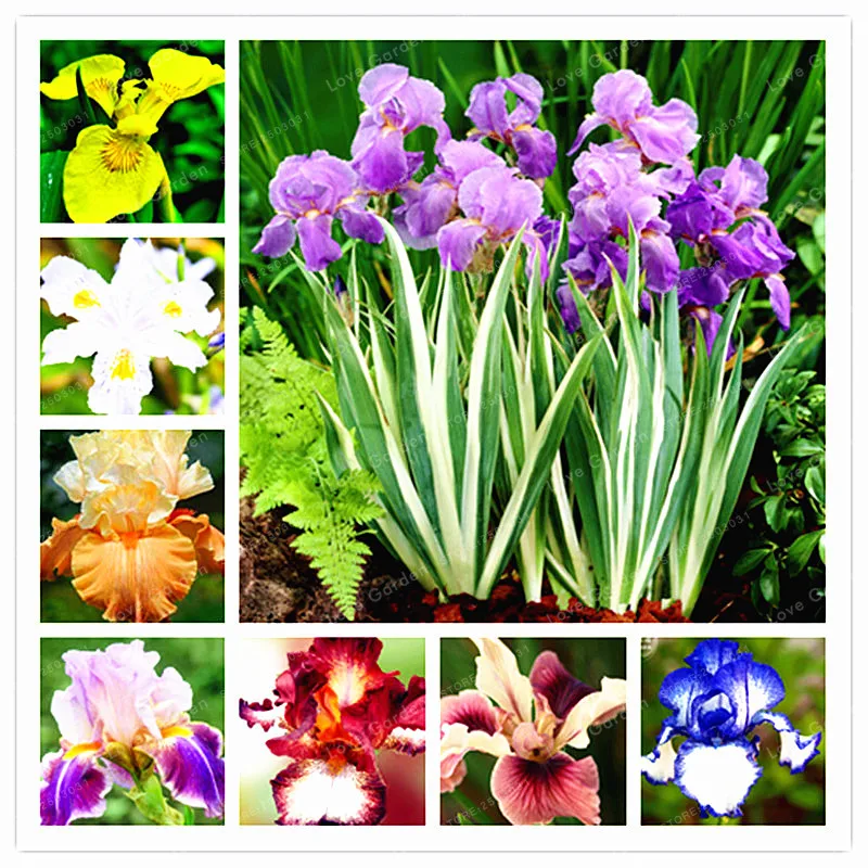 

20 PCS Iris Flower Bonsai Flower Bonsai 24 Colours Rare Iris Tectorum Perennial Flower Bonsai Plant For Home Garden