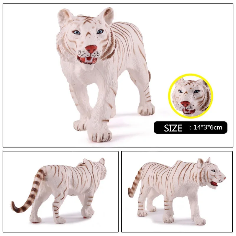 Bengal White Tiger (2)