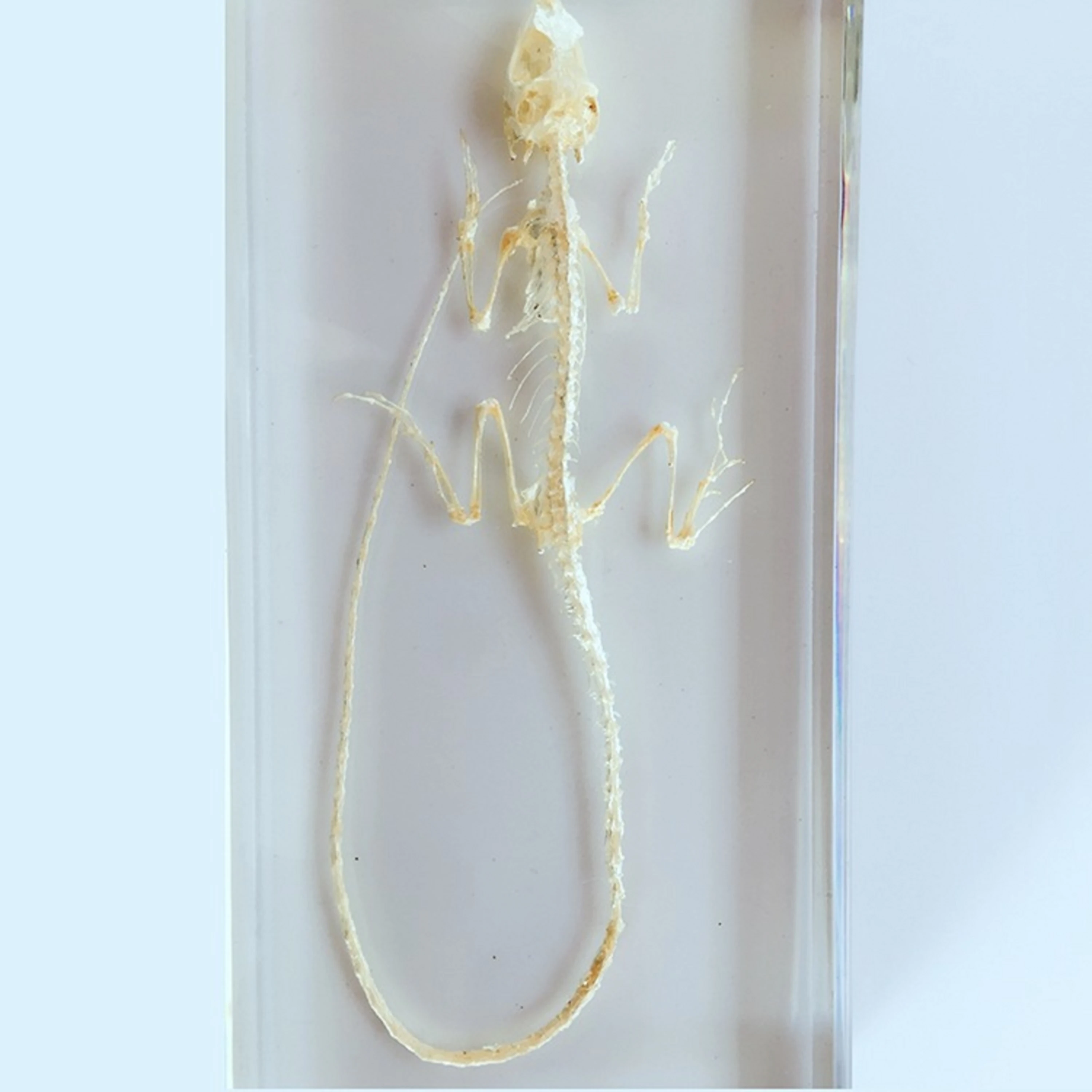 

Real lizard skeleton Bone Skeleton Intermediate Animal Taxidermy