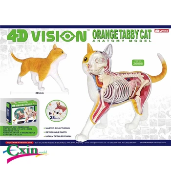 

4D Master puzzle assembling toy simulation animal biology orange cat organ anatomy model medical teaching