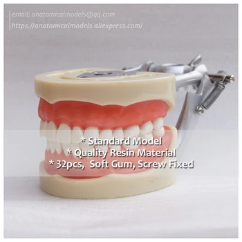 

DH/13012, Soft Gum 32pcs Teeth 200H-Type Standard Jaw Model, Medical Science Educational Dental Teaching Models