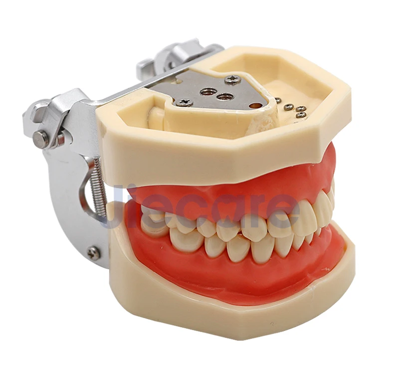 Съемная Стоматологическая модель, Стоматологическая модель с 28 зубными гранулами и винтами, обучающая модель моделирования